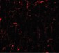 CCNT1 / Cyclin T1 Antibody (C-Terminus)